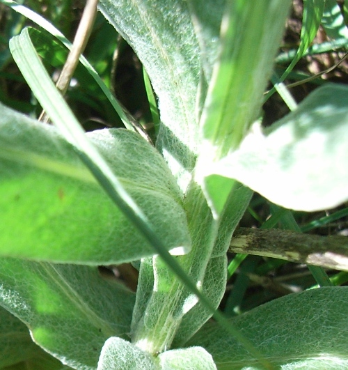 Centaurea triumfetti